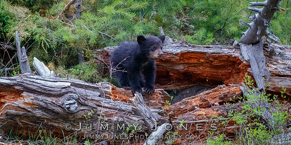 Rosie's Black Bear Cub