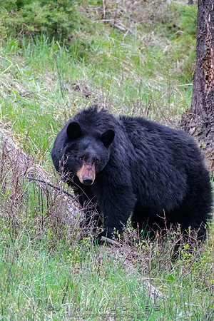 Black Bear Sow Rosie