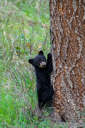 Rosie's Black Bear Cub