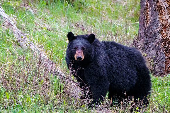 Black Bear Sow Rosie