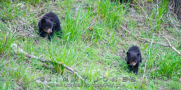 Rosie's Black Bear Cubs