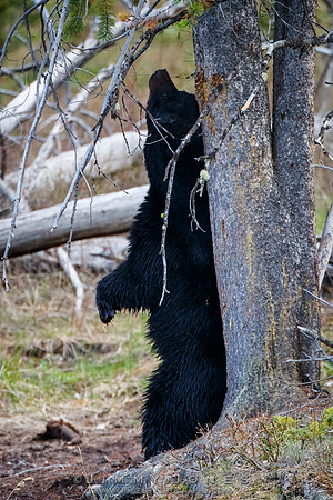 Black Bear