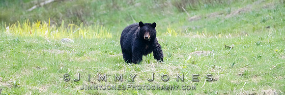 Black Bear Sow Rosie