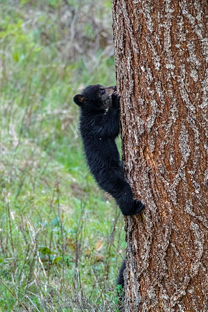 Rosie's Black Bear Cub