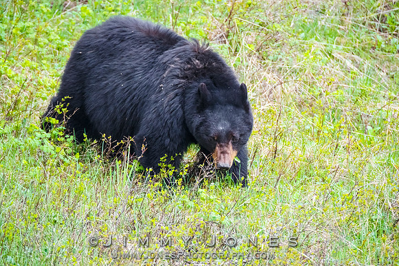 Black Bear