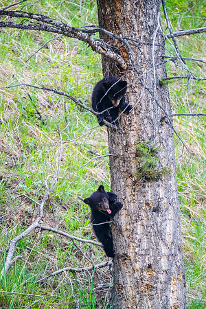 Rosie's Black Bear Cubs