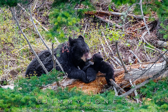Black Bear Sow Rosie w/ Cub
