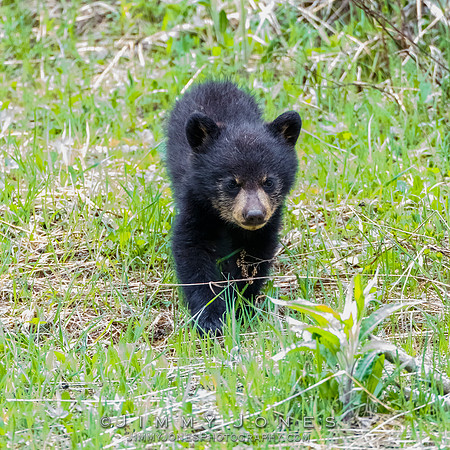 Rosie's Black Bear Cub