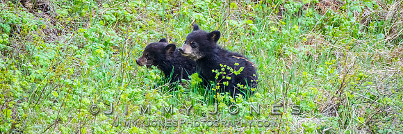 Rosie's Black Bear Cubs