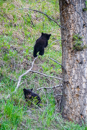 Rosie's Black Bear Cubs