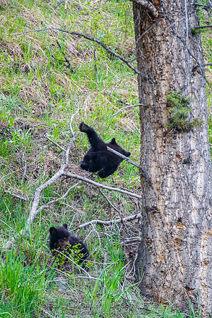 Rosie's Black Bear Cubs