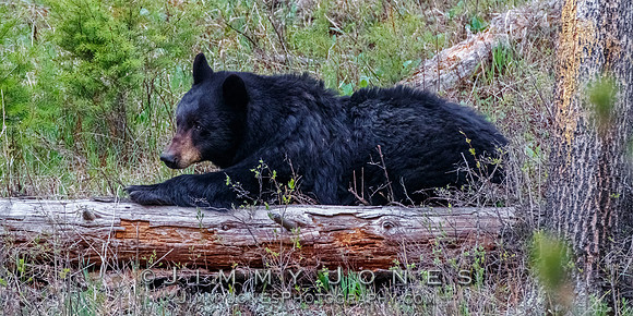 Black Bear Sow Rosie