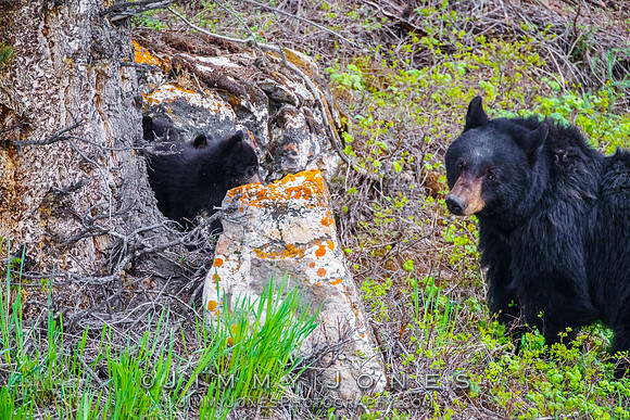 Black Bear Sow Rosie w/ Cub