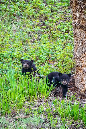 Rosie's Black Bear Cubs