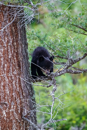Rosie's Black Bear Cub