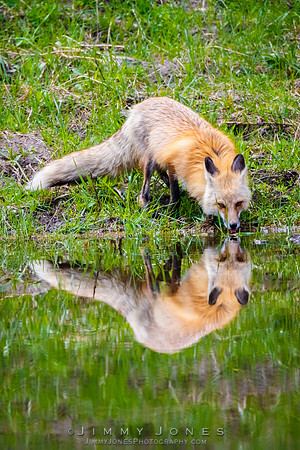 Fox at Pond