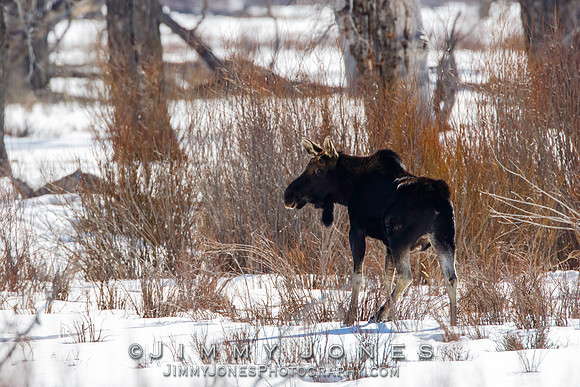 Moose