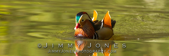 Mandarin Duck - BS/P0084