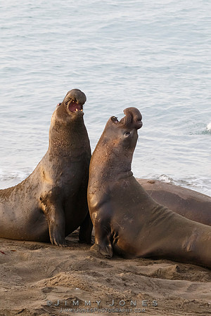 Elephant Seals - CS/P0391