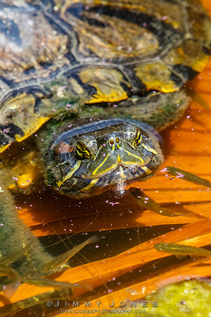 Red-eared slider