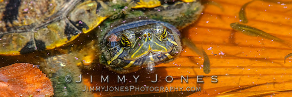 Red-eared slider