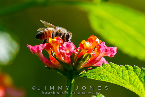 Honey Bee