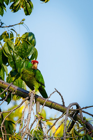 Red - crowned Parrot