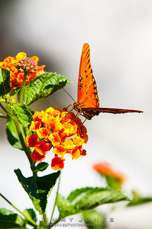 Gulf Fritillary Butterfly