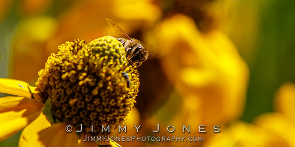 Honey Bee