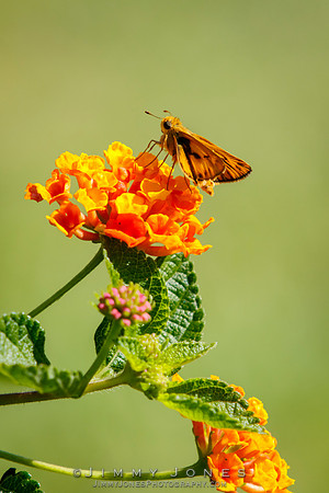 Least Skipper Moth