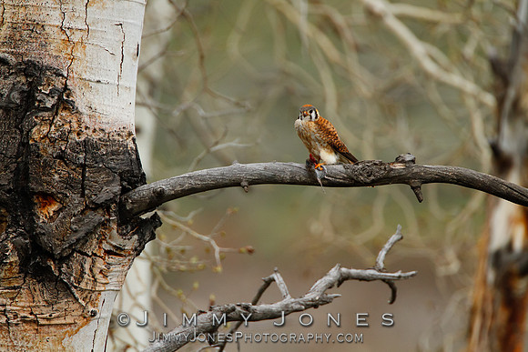 American Kestrel