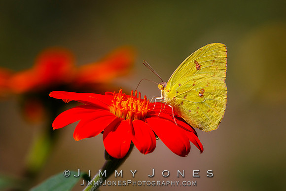 Brimstone Butterfly