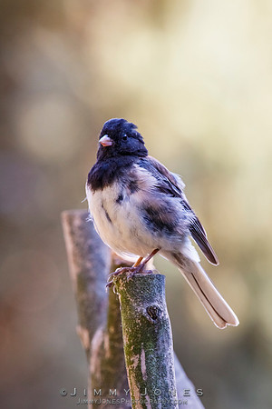 Dark-eyed Junco