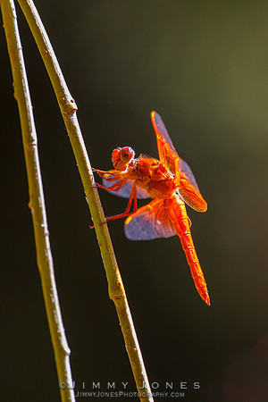 Orange Dragonfly ( Flame Skimmer )