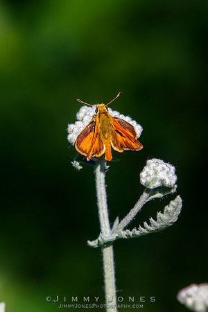 Least Skipper Butterfly