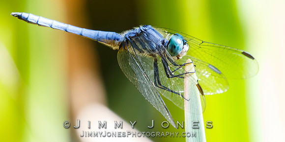 Blue Dasher Dragonfly
