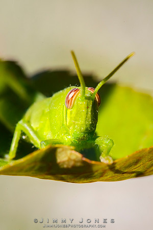 Green Grasshopper Nymph