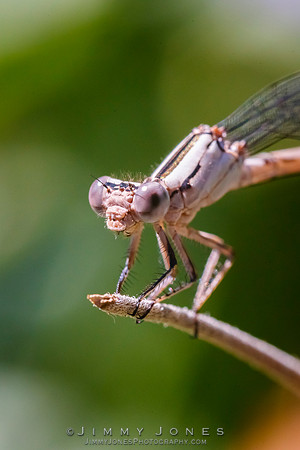White Featherleg Dragonfly