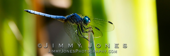 Blue Dasher Dragonfly