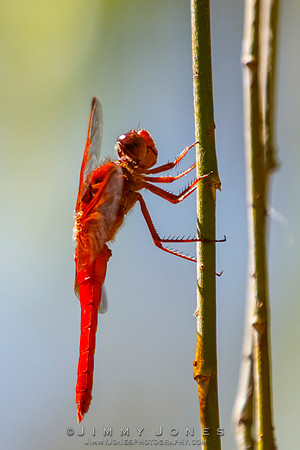 Orange Dragonfly ( Flame Skimmer )