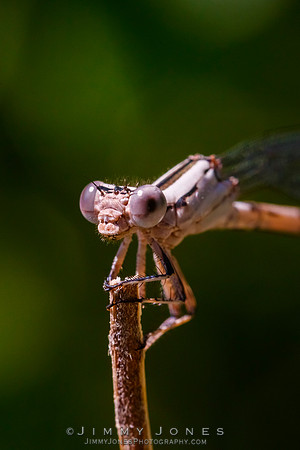 White Featherleg Dragonfly
