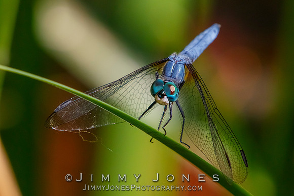 Blue Dasher Dragonfly