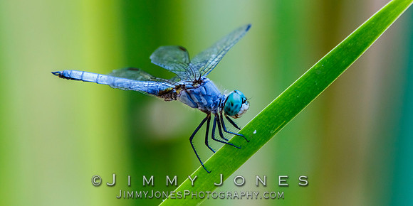 Blue Dasher Dragonfly