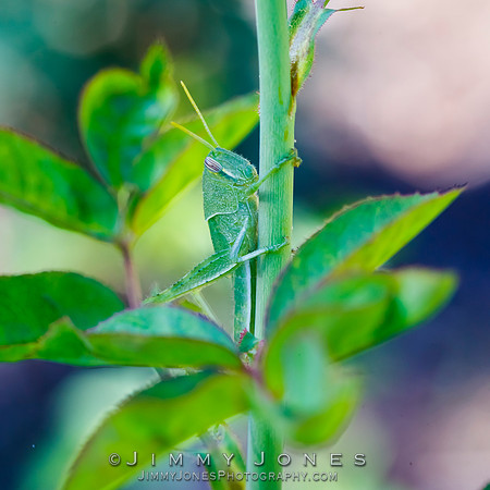 Green Grasshopper Nymph