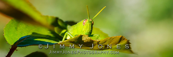 Green Grasshopper Nymph
