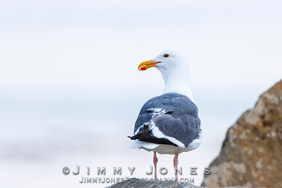 Western Gull