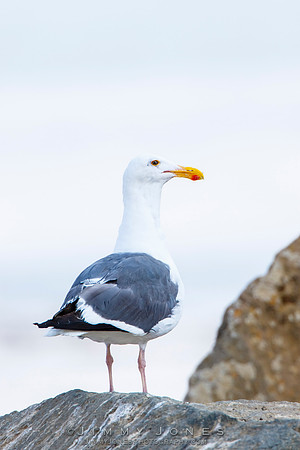Western Gull