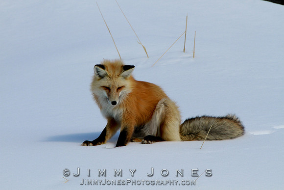 Red Fox