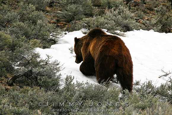 Grizzly Bear