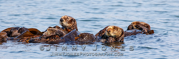 Sea Otters